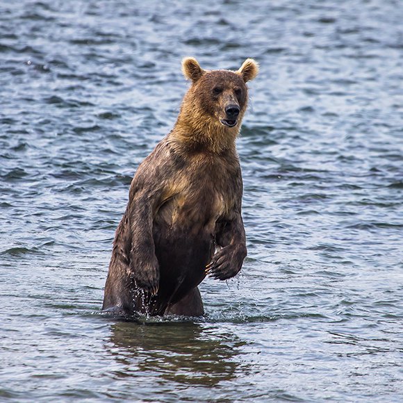 Почему жители Камчатки не боятся медведей и что делают для защиты от них