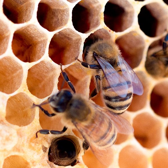 По методу Винни-Пуха: как в Башкирии отбирают у пчел дикий мед