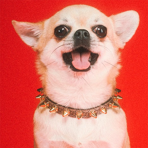 Мур-мяу: первая коллекция Gucci для собак и кошек
